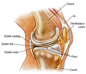 térdfájdalom porc ízületi fájdalom a lábakban és a lábakban